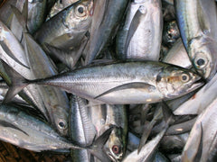 Ayala / Mackerel